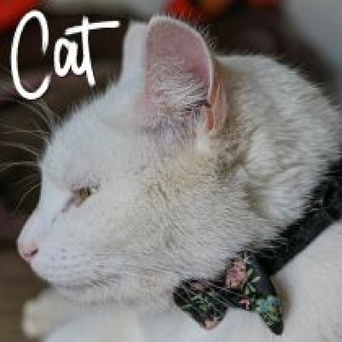 Ancol Vintage Bow Safety Cat Collar Teal