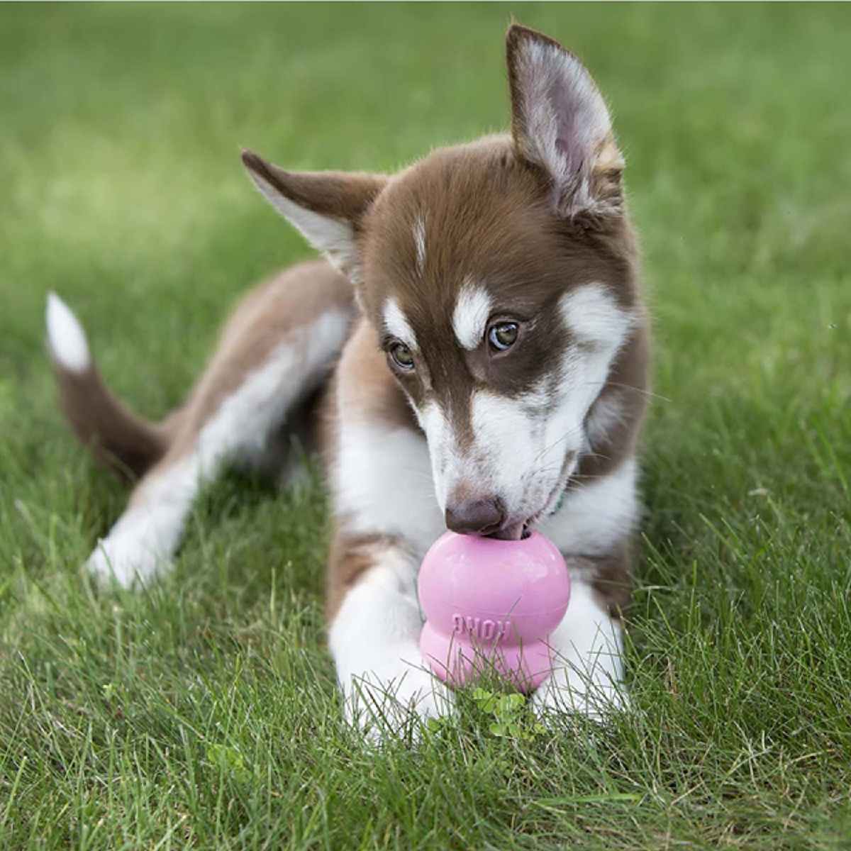 KONG Easy Treat Puppy