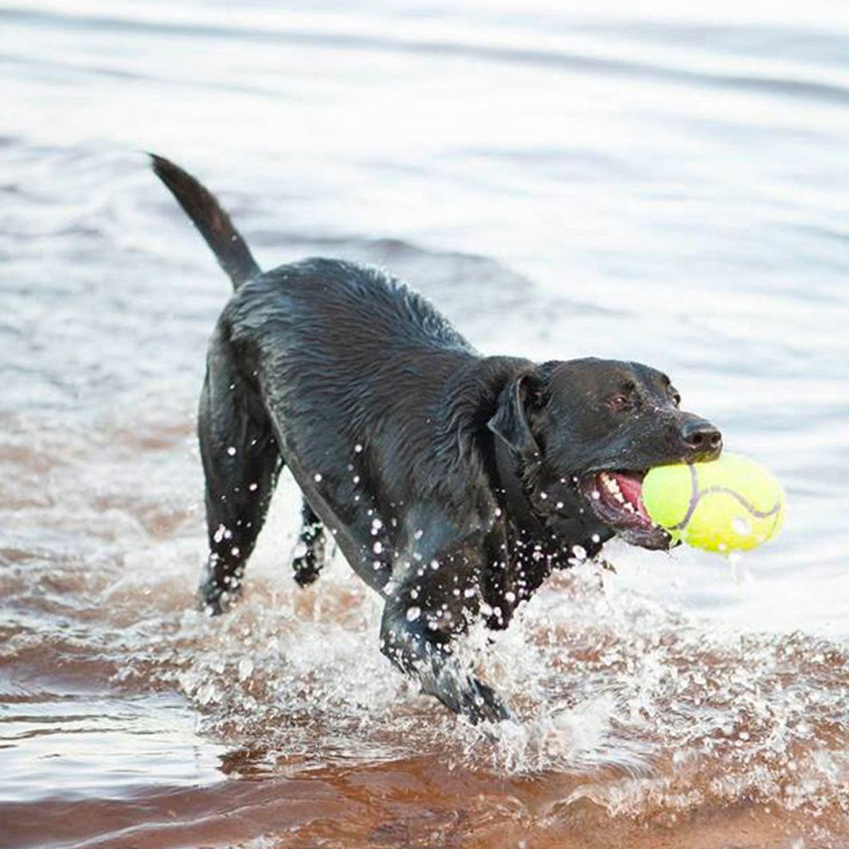 KONG Airdog Squeaker Football